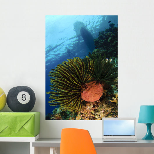 Variable Bushy Feather Star Wall Decal