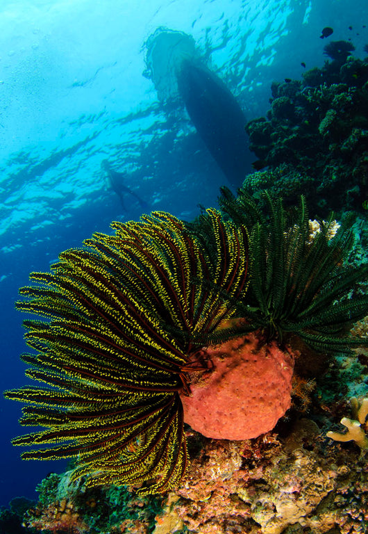 Variable Bushy Feather Star Wall Decal