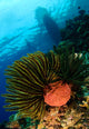 Variable Bushy Feather Star Wall Decal