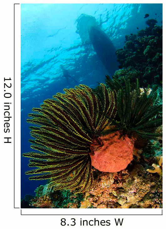 Variable Bushy Feather Star Wall Decal