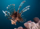 Close-up Lionfish Gorontalo Indonesia Wall Decal Design 4