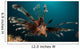 Close-up Lionfish Gorontalo Indonesia Wall Decal Design 3