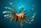 Close-up Lionfish Gorontalo Indonesia Wall Decal Design 2