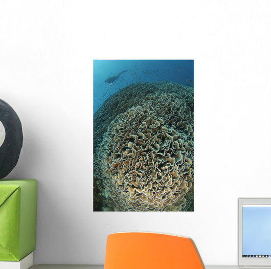 Diver Exploring Cabbage Coral Wall Decal Design 2