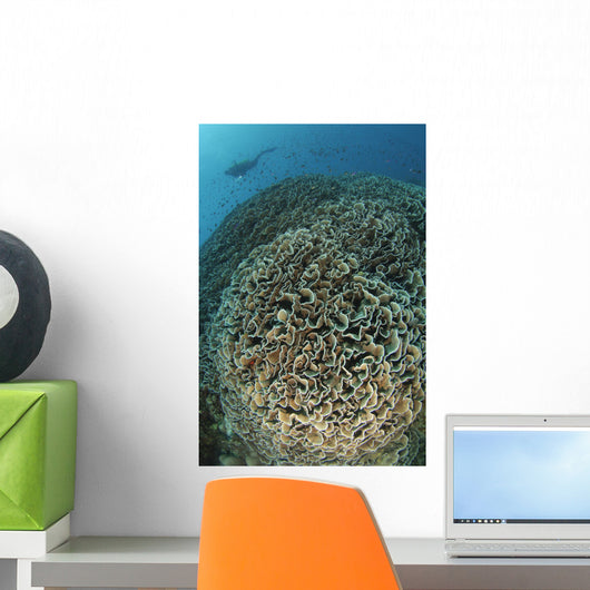 Diver Exploring Cabbage Coral Wall Decal Design 2