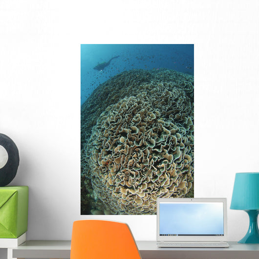 Diver Exploring Cabbage Coral Wall Decal Design 2