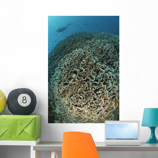 Diver Exploring Cabbage Coral Wall Decal Design 2