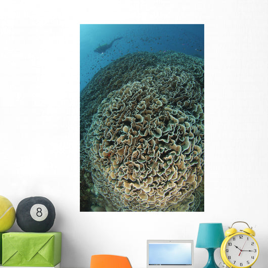 Diver Exploring Cabbage Coral Wall Decal Design 2