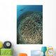 Diver Exploring Cabbage Coral Wall Decal Design 2