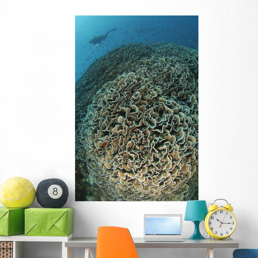 Diver Exploring Cabbage Coral Wall Decal Design 2