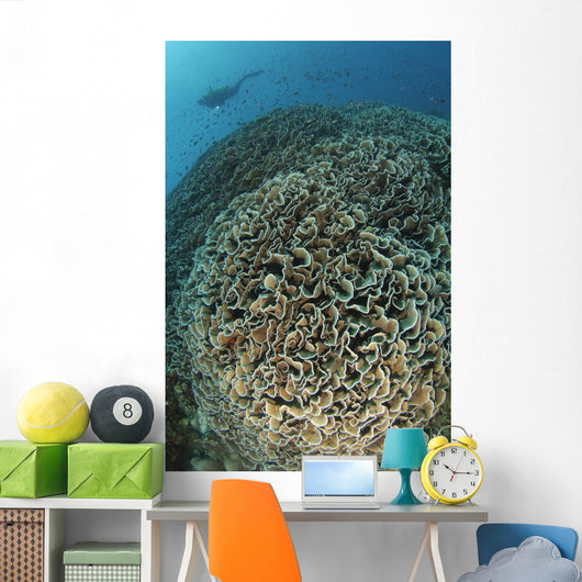 Diver Exploring Cabbage Coral Wall Decal Design 2