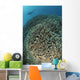 Diver Exploring Cabbage Coral Wall Decal Design 2