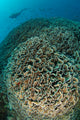 Diver Exploring Cabbage Coral Wall Decal Design 2