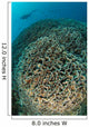 Diver Exploring Cabbage Coral Wall Decal Design 2