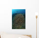 Diver Exploring Cabbage Coral Wall Decal Design 1
