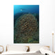 Diver Exploring Cabbage Coral Wall Decal Design 1