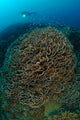 Diver Exploring Cabbage Coral Wall Decal Design 1