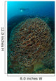 Diver Exploring Cabbage Coral Wall Decal Design 1