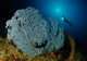 Very Rare Blue Sea Wall Decal Design 2