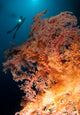Close-up Soft Tree Coral Wall Decal Design 2