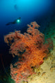 Close-up Soft Tree Coral Wall Decal Design 1