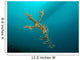 Ornate Ghost Pipefish Gorontalo Wall Decal