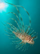 Close-up Lionfish Gorontalo Indonesia Wall Decal Design 1