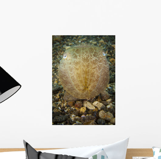 Broadclub Cuttlefish Head Gorontalo Wall Decal