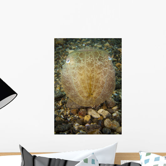 Broadclub Cuttlefish Head Gorontalo Wall Decal