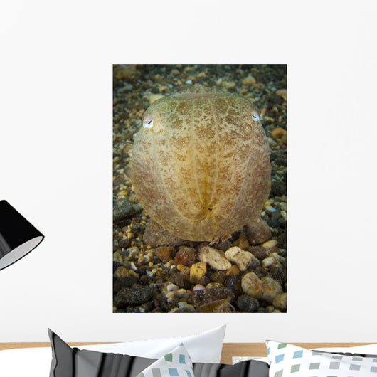 Broadclub Cuttlefish Head Gorontalo Wall Decal