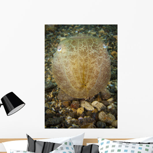 Broadclub Cuttlefish Head Gorontalo Wall Decal