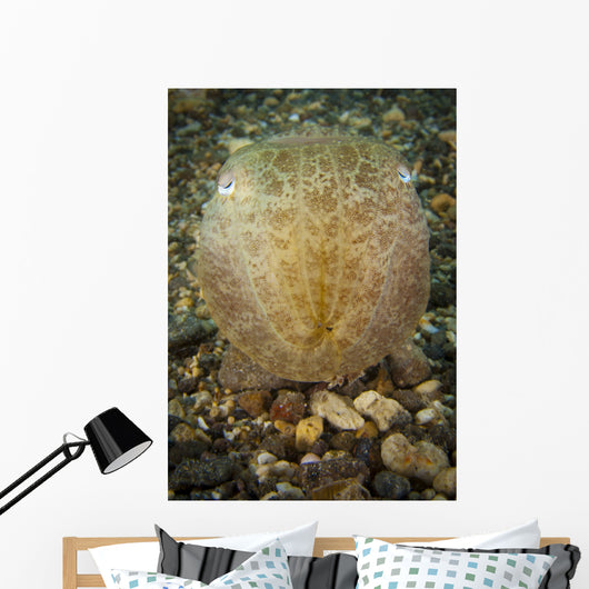 Broadclub Cuttlefish Head Gorontalo Wall Decal