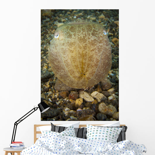 Broadclub Cuttlefish Head Gorontalo Wall Decal