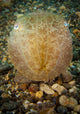 Broadclub Cuttlefish Head Gorontalo Wall Decal