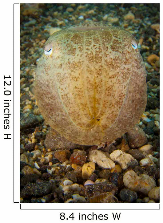 Broadclub Cuttlefish Head Gorontalo Wall Decal