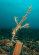 Ornate Ghost Pipefish amongst Wall Decal Design 3