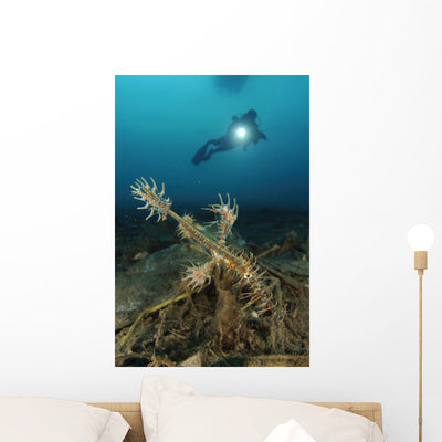Ornate Ghost Pipefish amongst Wall Decal Design 2 shown on a wall