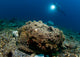 Diver Looks Giant Stonefish Wall Decal Design 1