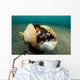 Coconut Octopus Lembeh Strait Wall Decal Design 14