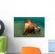 Coconut Octopus Lembeh Strait Wall Decal Design 12