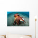 Coconut Octopus Lembeh Strait Wall Decal Design 11