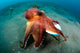 Coconut Octopus Lembeh Strait Wall Decal Design 11