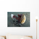 Coconut Octopus Lembeh Strait Wall Decal Design 10