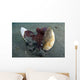 Coconut Octopus Lembeh Strait Wall Decal Design 10