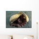 Coconut Octopus Lembeh Strait Wall Decal Design 8