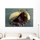Coconut Octopus Lembeh Strait Wall Decal Design 8