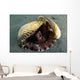 Coconut Octopus Lembeh Strait Wall Decal Design 8