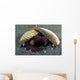 Coconut Octopus Lembeh Strait Wall Decal Design 7