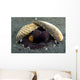 Coconut Octopus Lembeh Strait Wall Decal Design 7