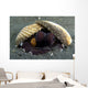 Coconut Octopus Lembeh Strait Wall Decal Design 7